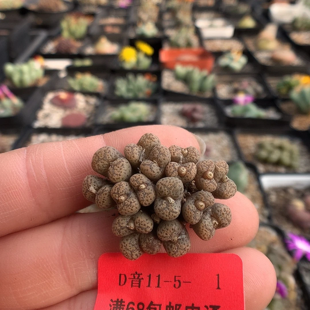 11-5-1  勋章一群