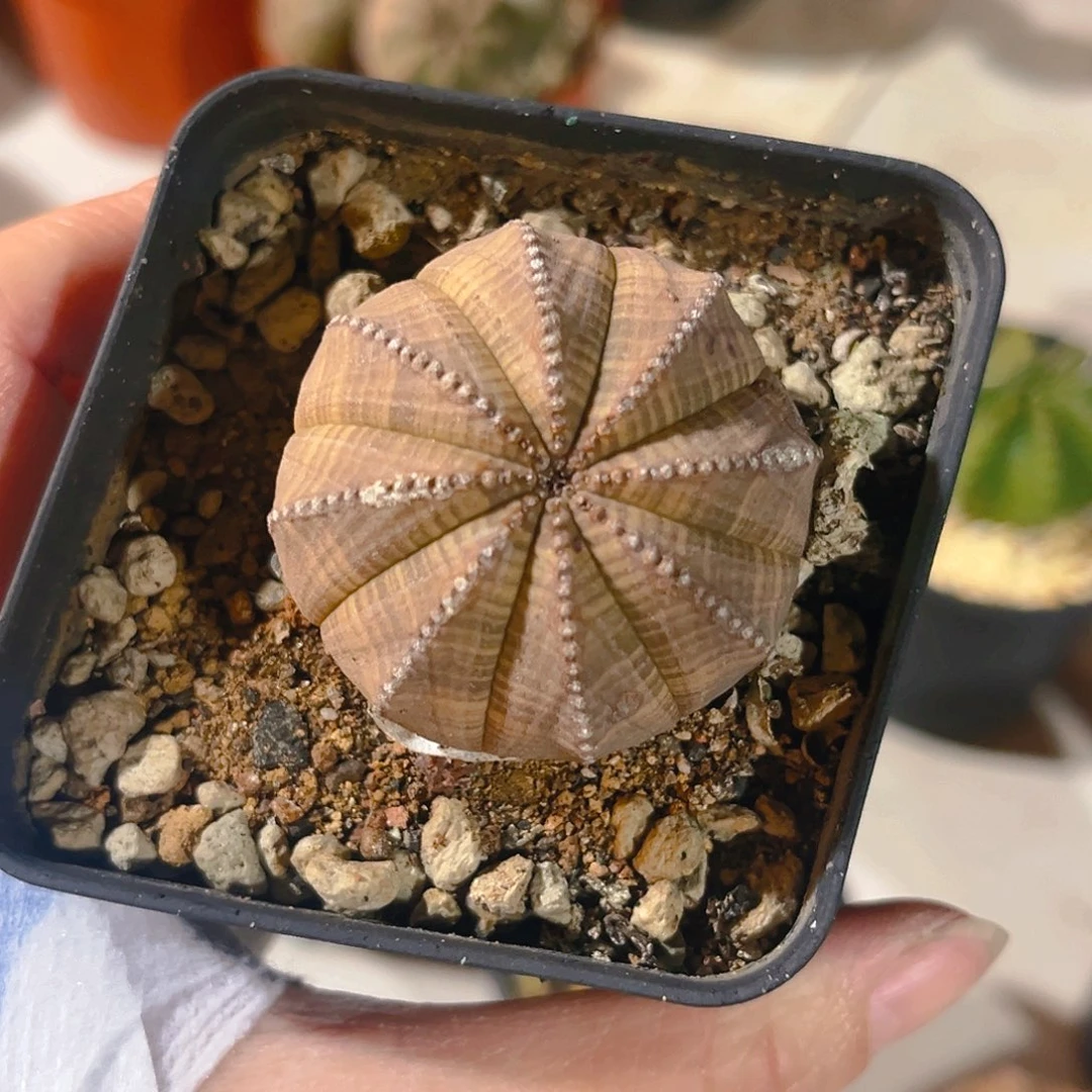 大*车老布纹球，潮流植物