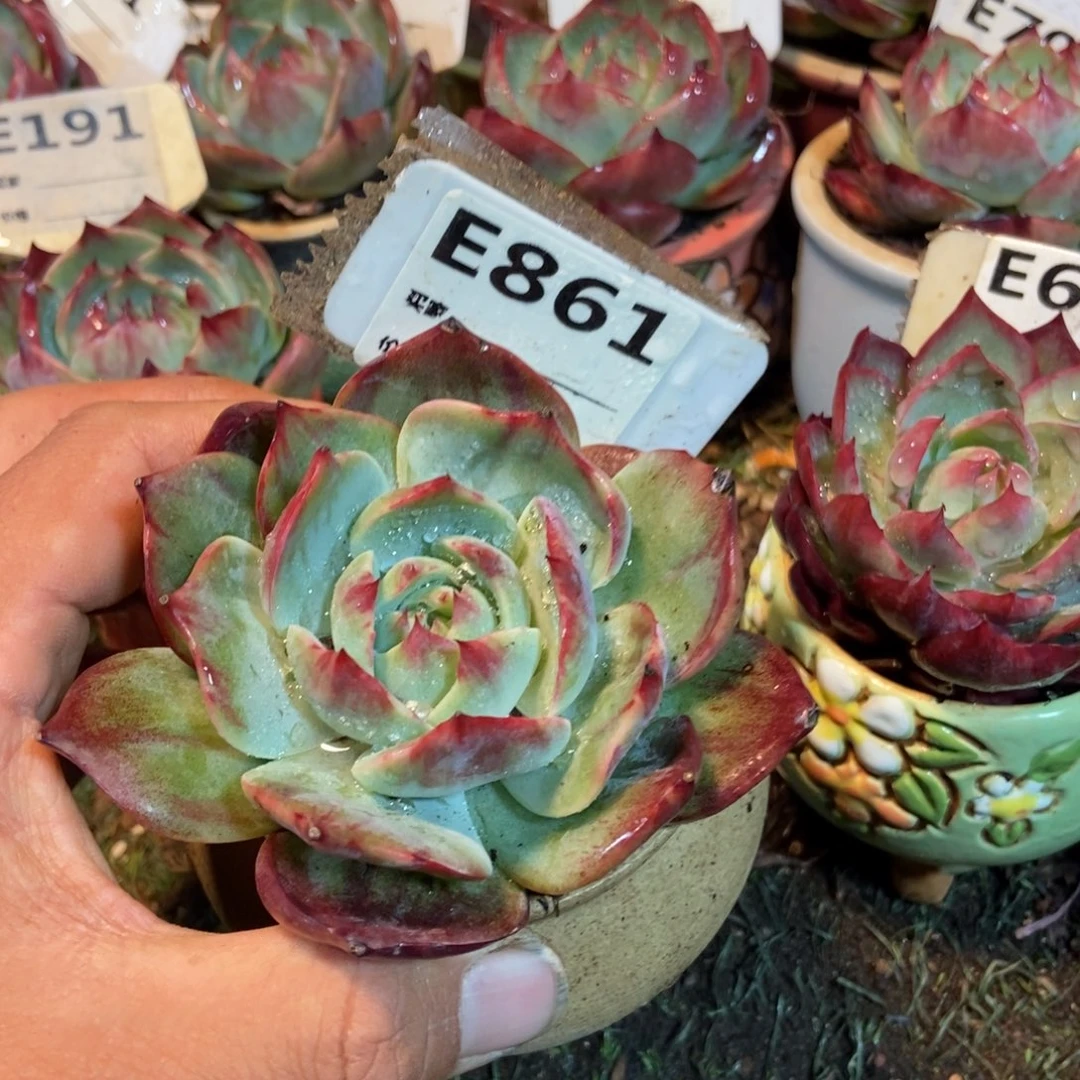 惊鸿一瞥861号楼