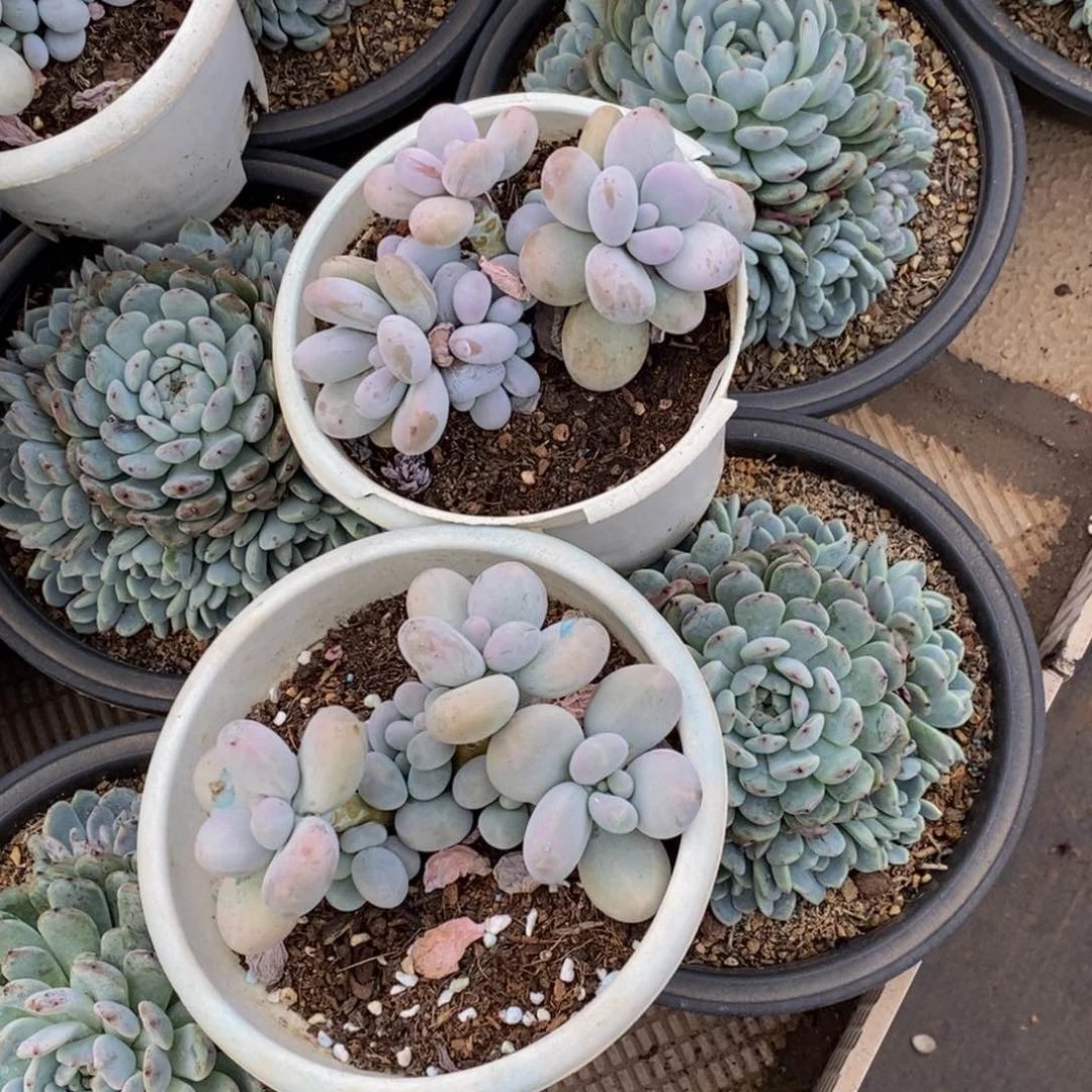 木*48包邮一物一拍多肉植物