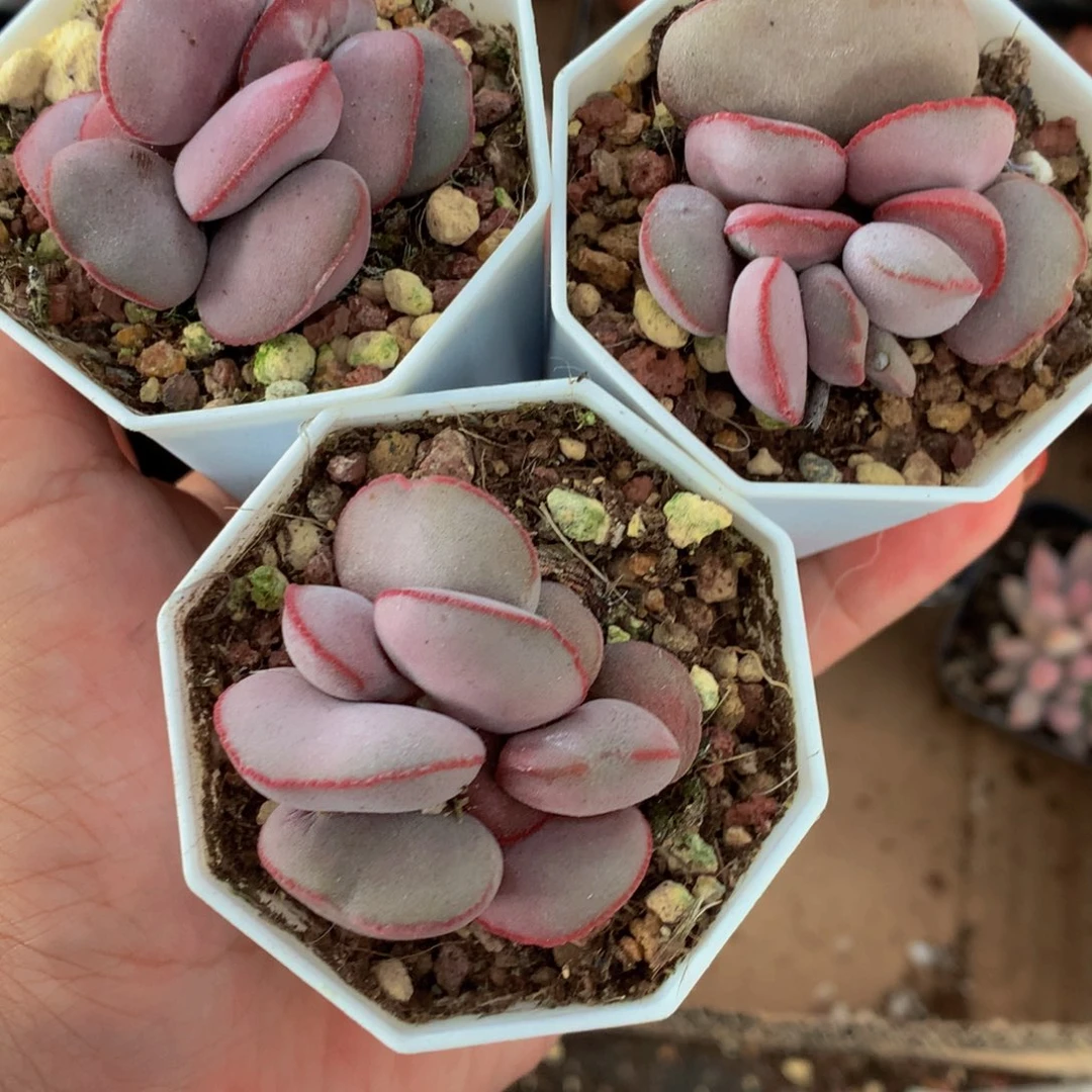 红蛋  （满9.99包邮不满9.99发叶子）