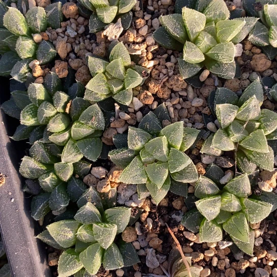 214 一颗新冰砂糖。超级福利