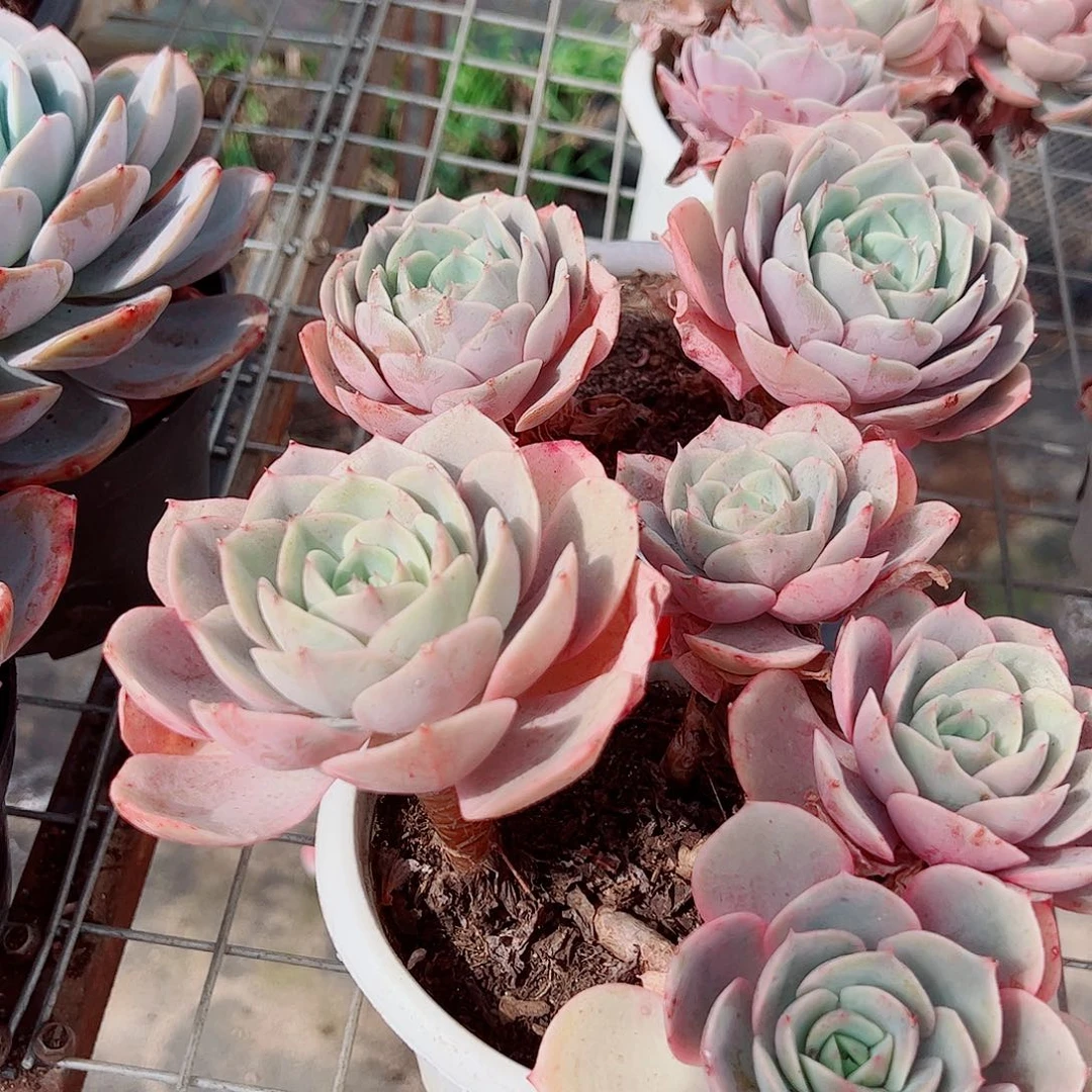 蓝色苍鹭多头群生精品