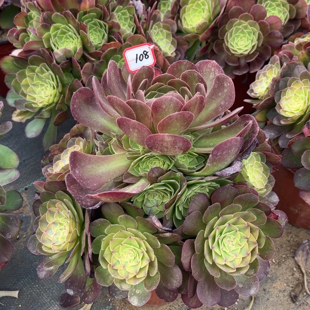 108多肉植物雨荷三圈头