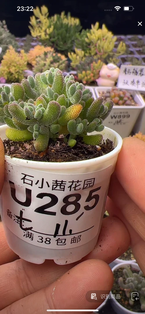 七-莱斯-多肉植物枝干番杏