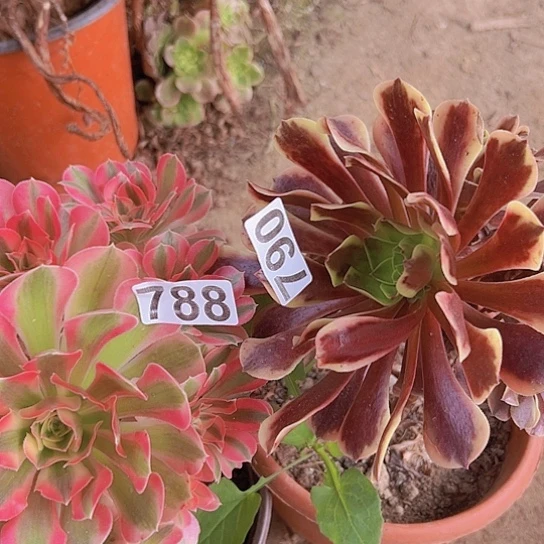白***白多肉植物两个法师