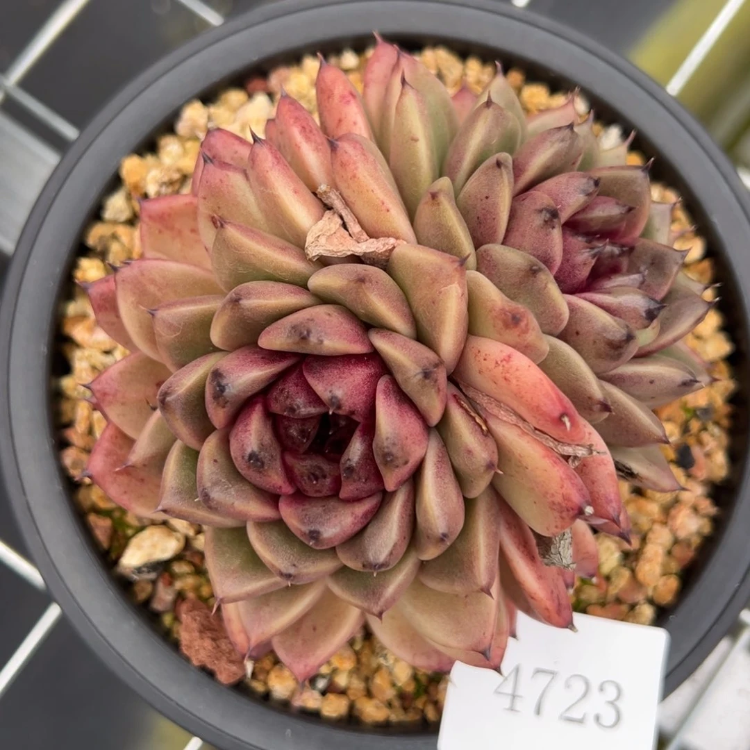 风*涯4723拍肉肉肉肉肉