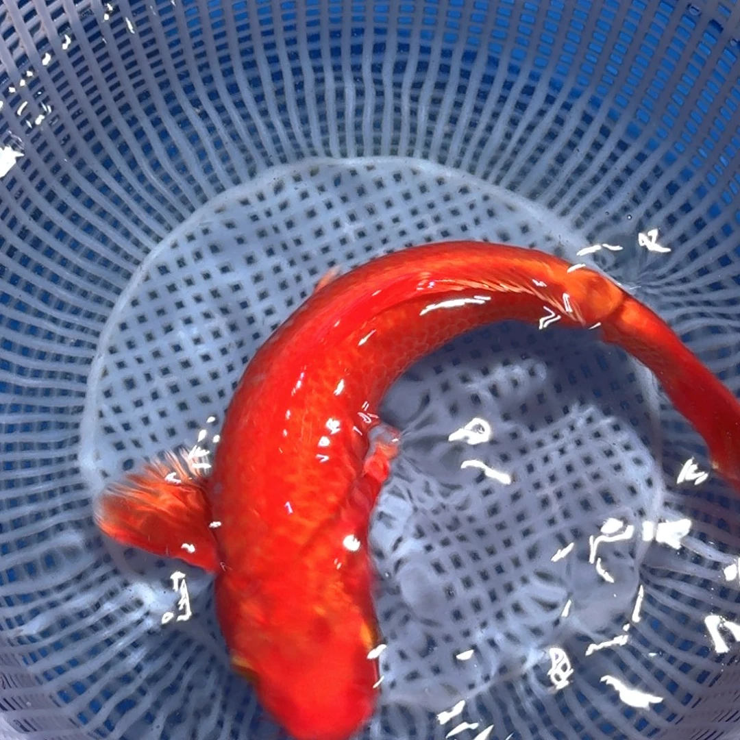 锦鲤精品甄选血统锦鲤