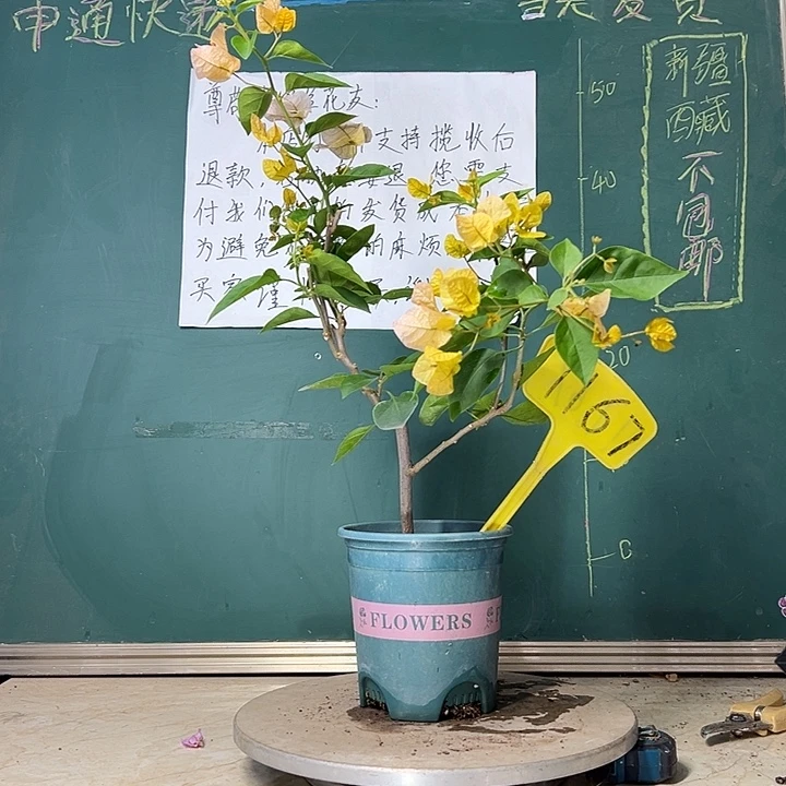 当前无花栽培后可以开花黄玫瑰 1167