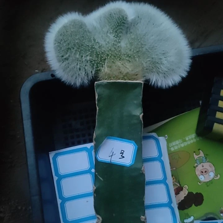 仙人球九尾狐缀化4号