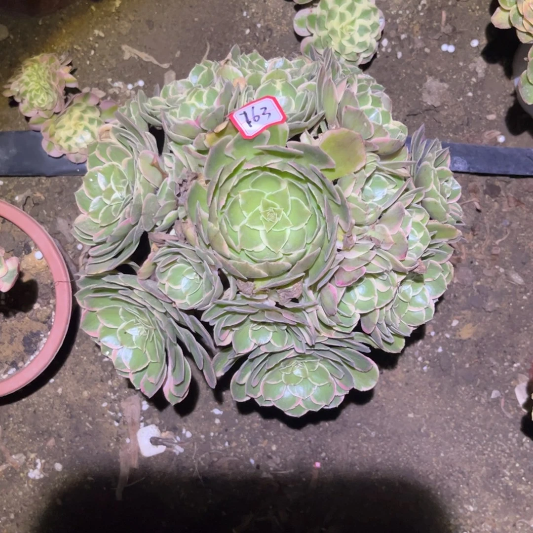 763多肉植物粉花妖