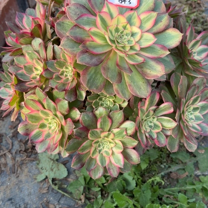 火龙果多肉法师不包损3