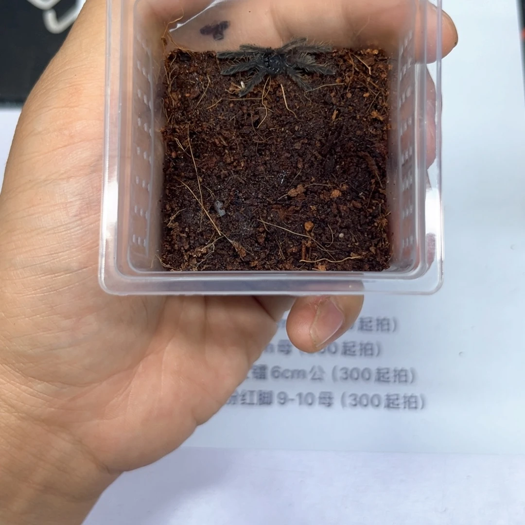跳蛛新加坡蓝苗子2.5-3cm