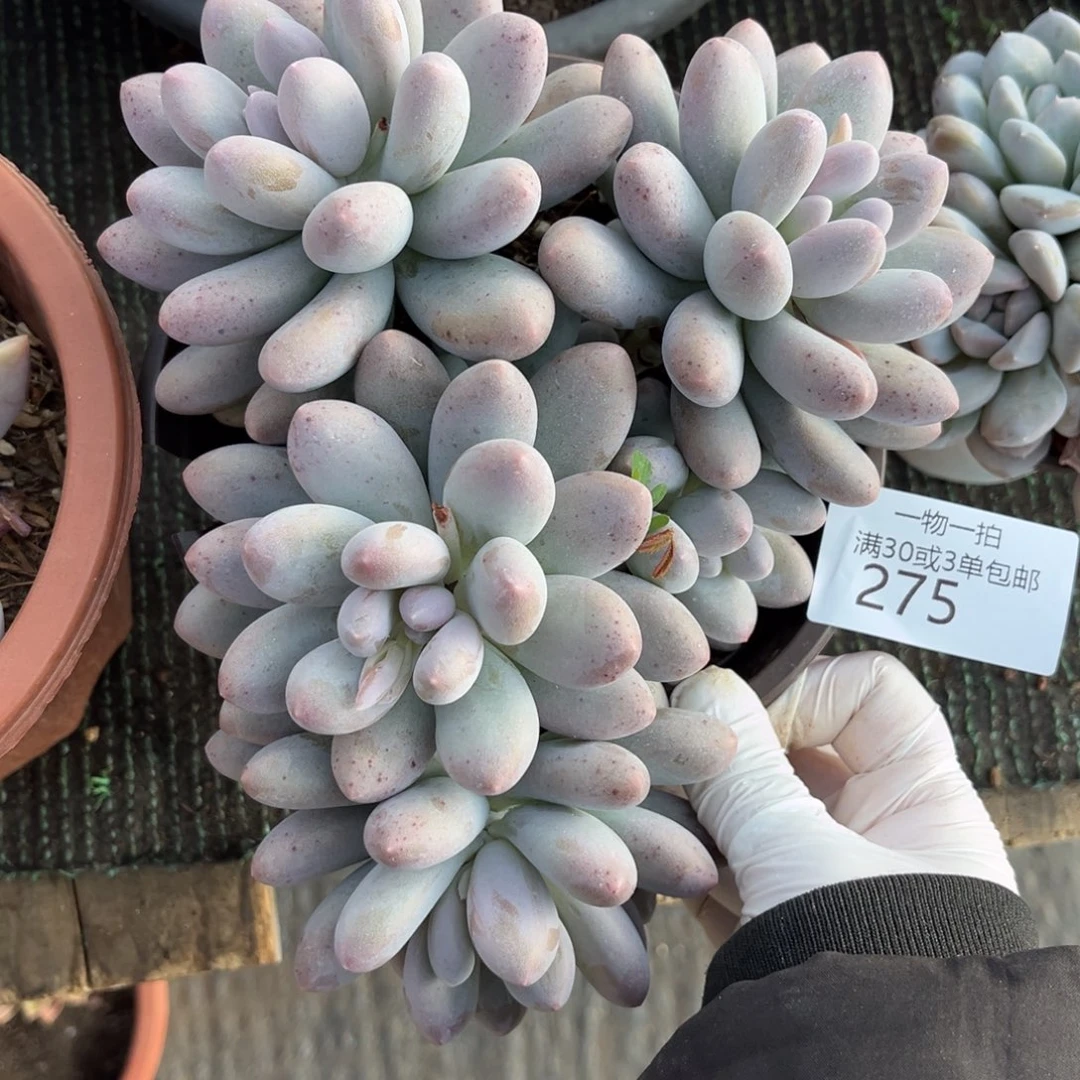 275汤圆群大叶多肉植物