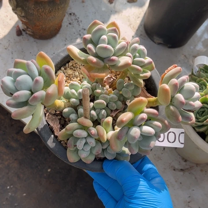 美人杂005 满两单包邮
