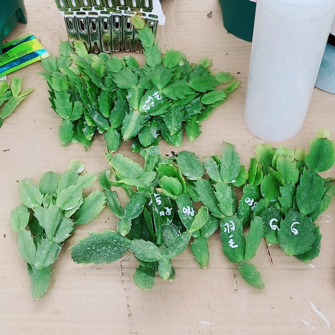 顺****无花朵叶片福利一物一拍