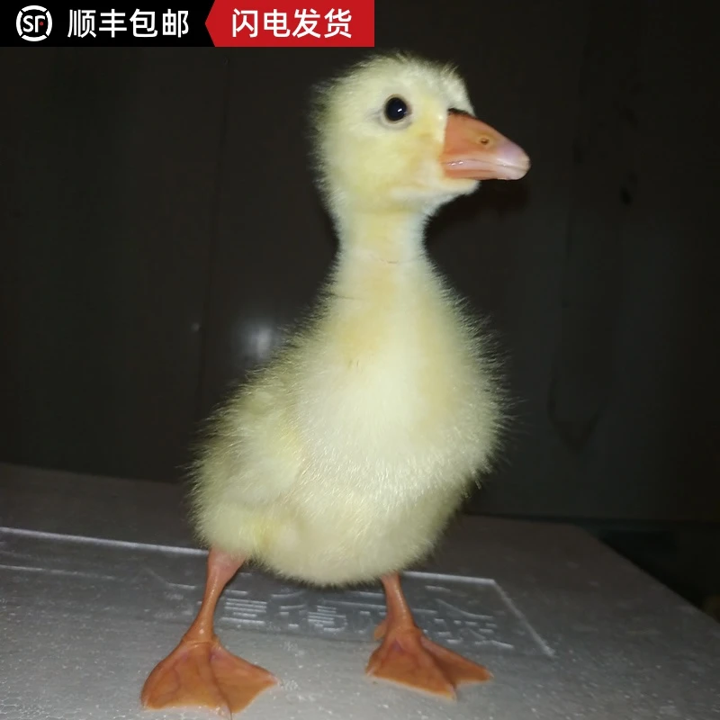 家养大白鹅苗批发散养林下除草百子五龙三花四季鹅活苗5只包邮