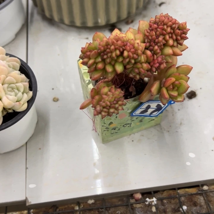 意***愿一物一拍苹果花多肉27