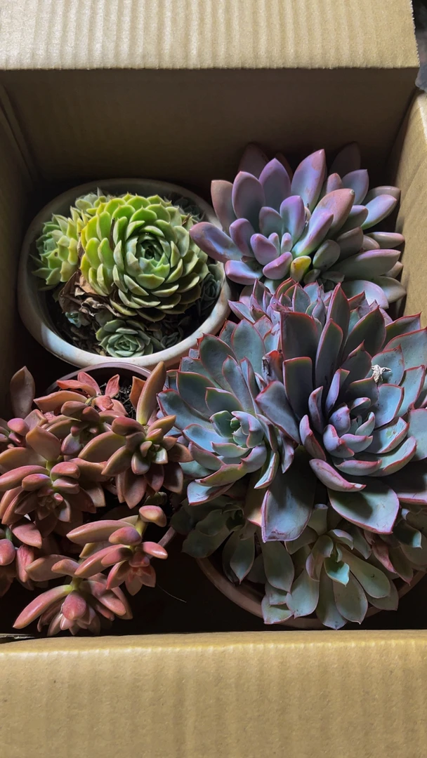 老桩多肉植物室不售后
