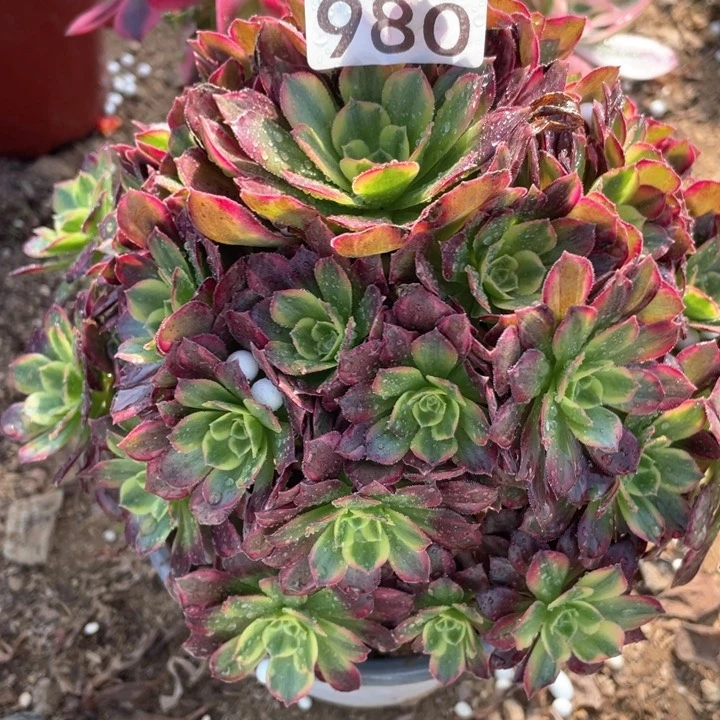 980多肉植物安娜