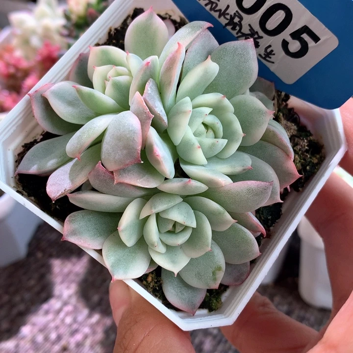 粉水晶群生四头有根