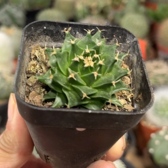 当前无花栽培后可以开花实生帝冠