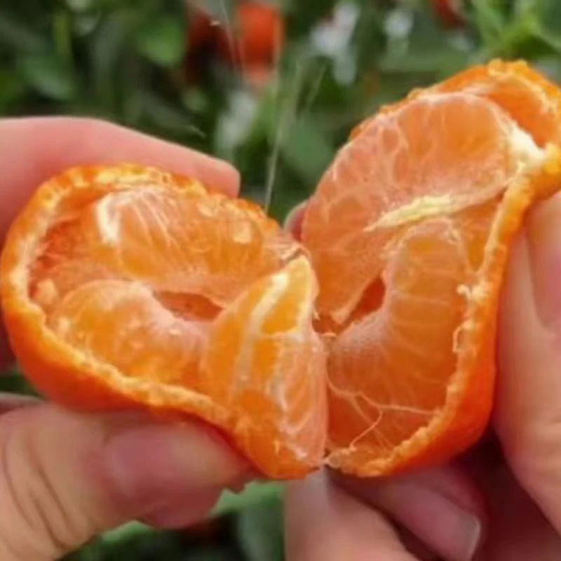 砂糖桔苗树南北方地栽沙糖桔子果树苗盆栽嫁接橘子苗