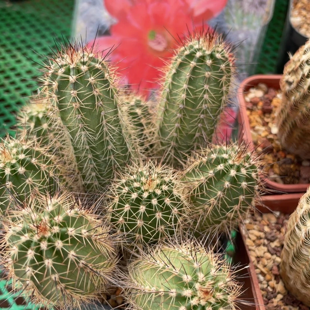 鹿角柱实生仙人球辉虾