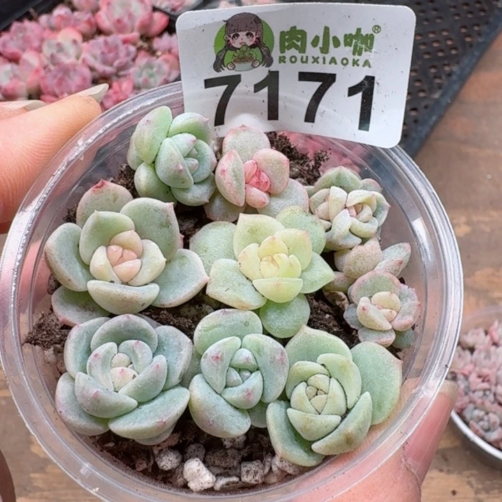 多肉植物多肉植物