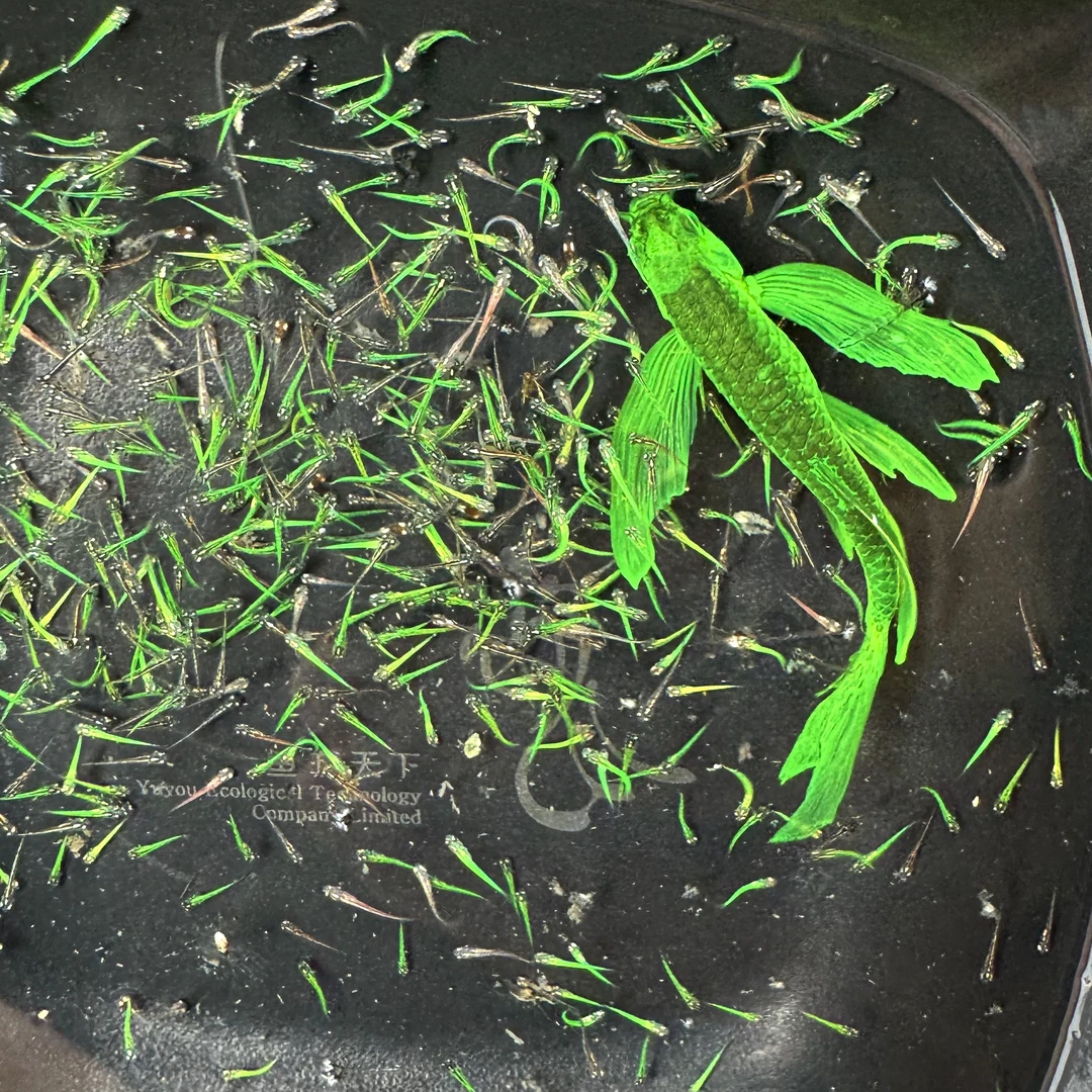 暗夜绿翡翠龙凤豹纹蝶翼斑马水花鱼苗新手勿拍量大管饱带苗爱好入