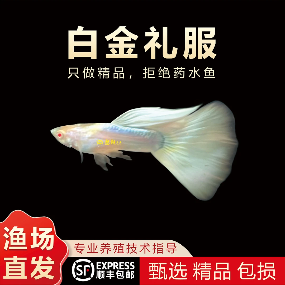 精品白金礼服孔雀鱼纯种小型胎生鱼热带观赏鱼大尾巴耐养耐活