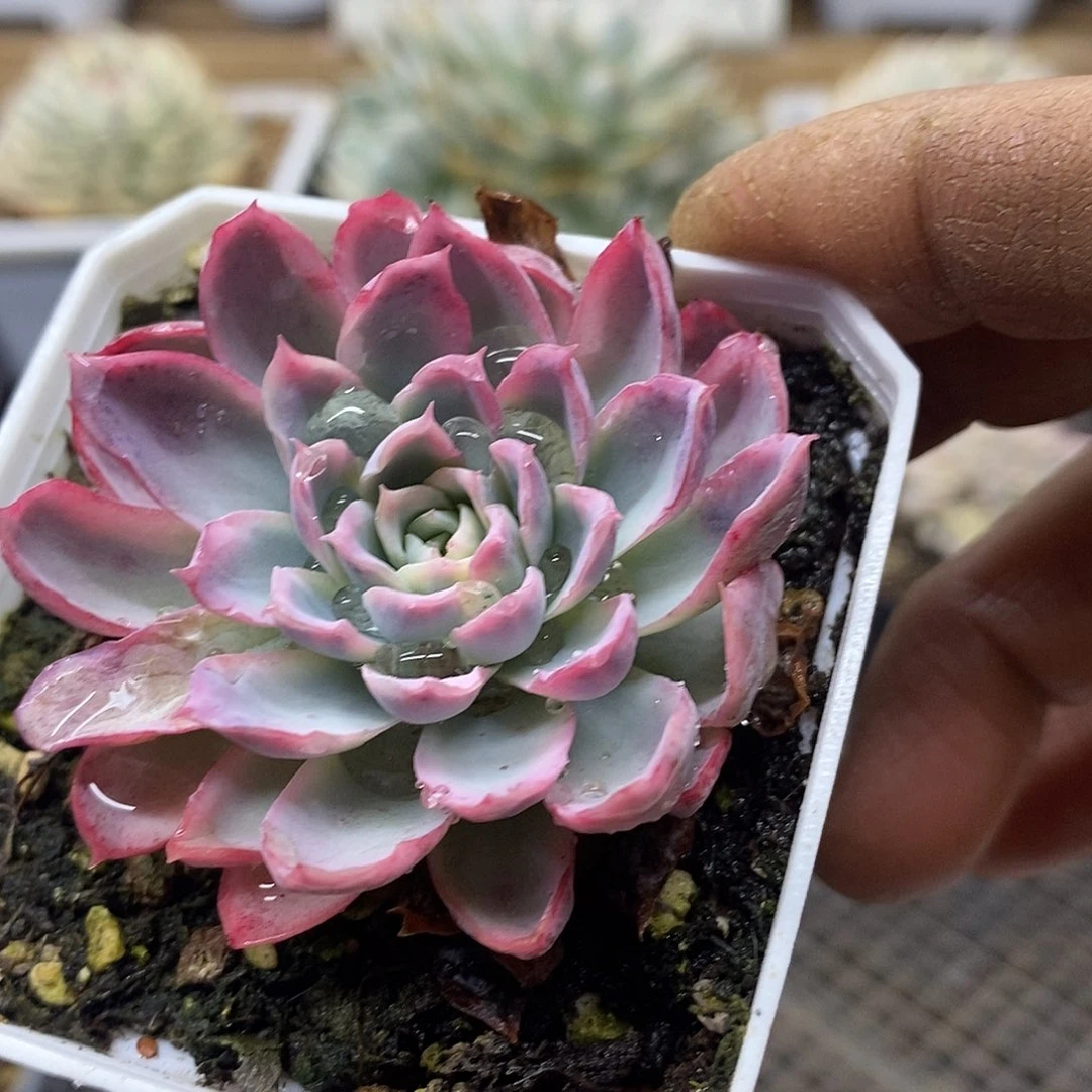 07193 紫罗兰覆轮锦