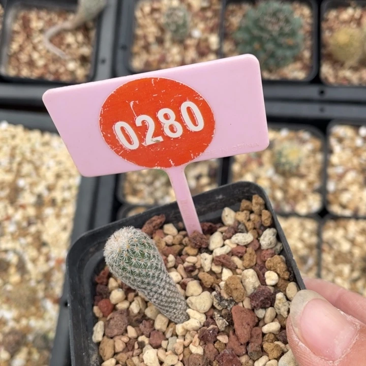 鱼***鱼实生白针0280000000