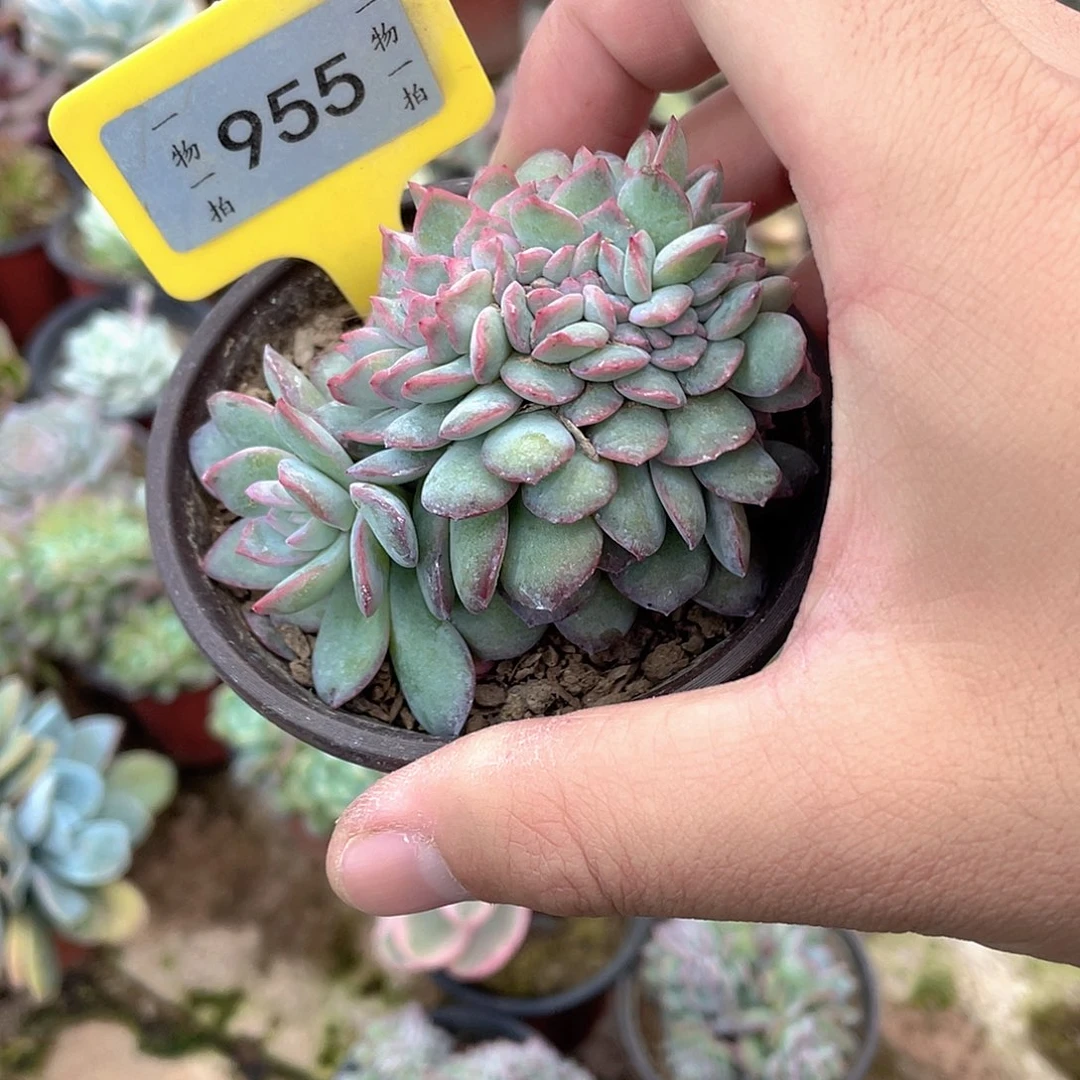 钟***诚955个多肉植物盆栽