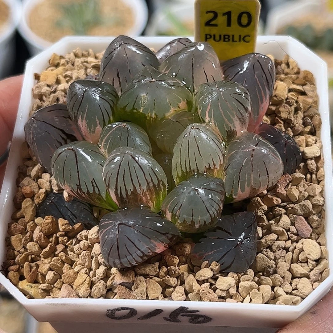 210龙爪玉露锦福利