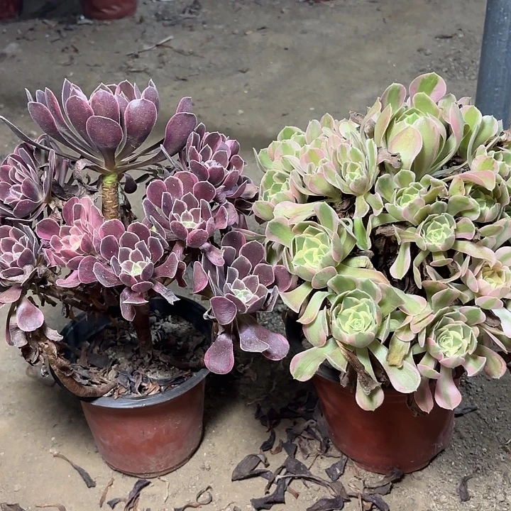 多肉植物法师2颗26