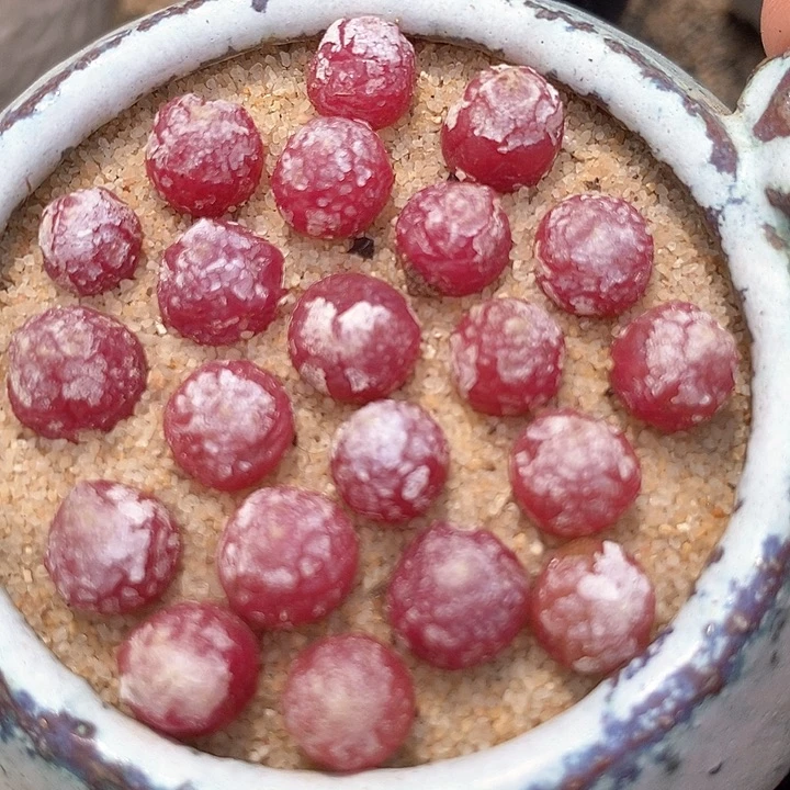 小灯泡一颗