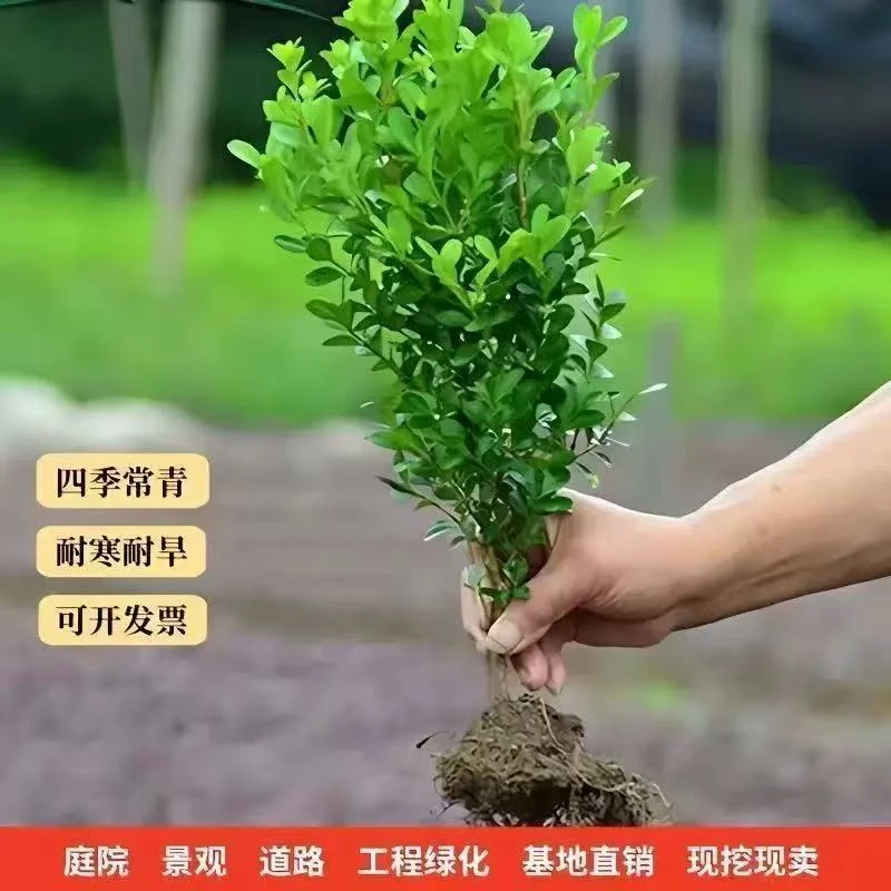 小叶瓜子黄杨苗耐寒耐旱可用于别墅庭院花坛绿化植物篱笆苗