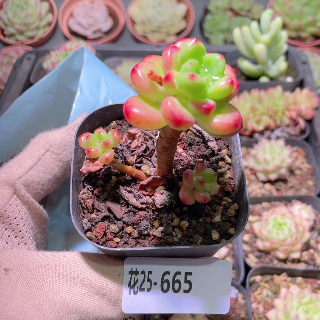 花利美25-665香格里拉