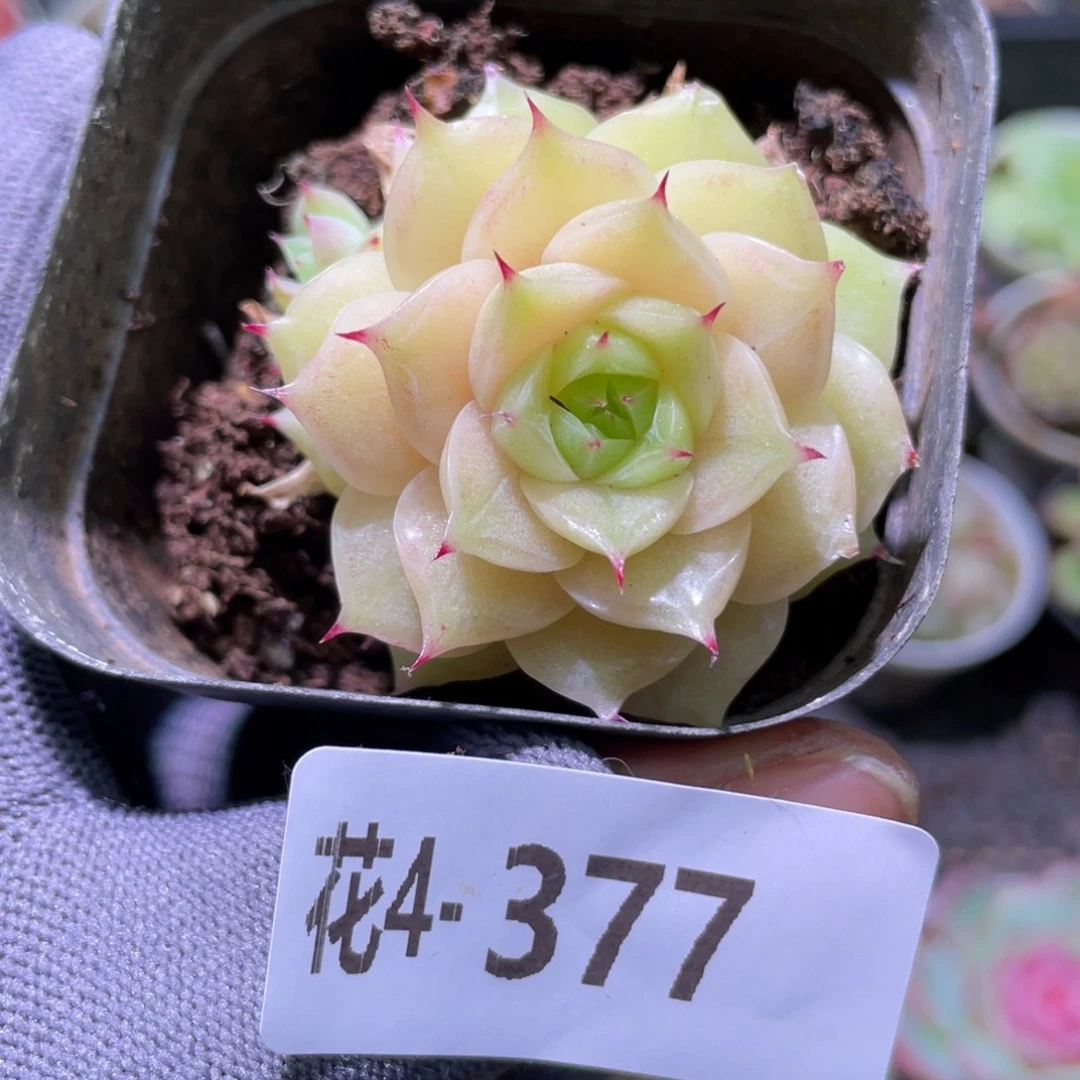 花利美4-377麦秆