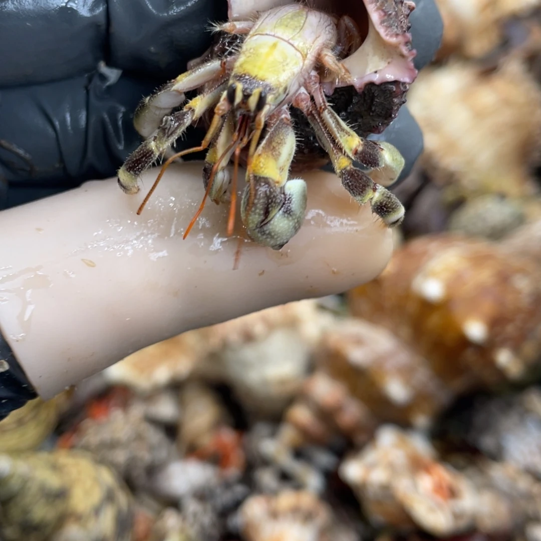 不退不换活体宠物151