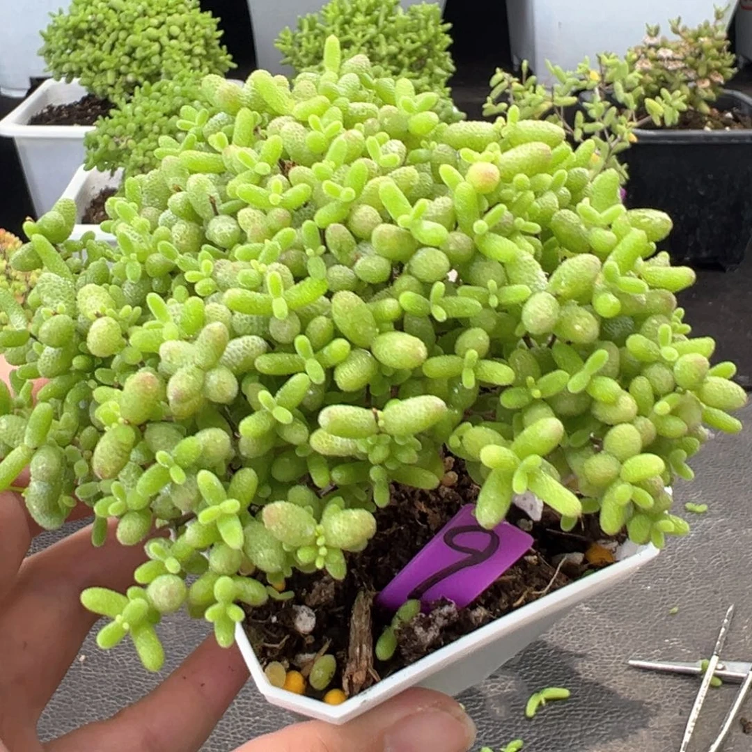 9号蜜橘悬崖桩一物一拍
