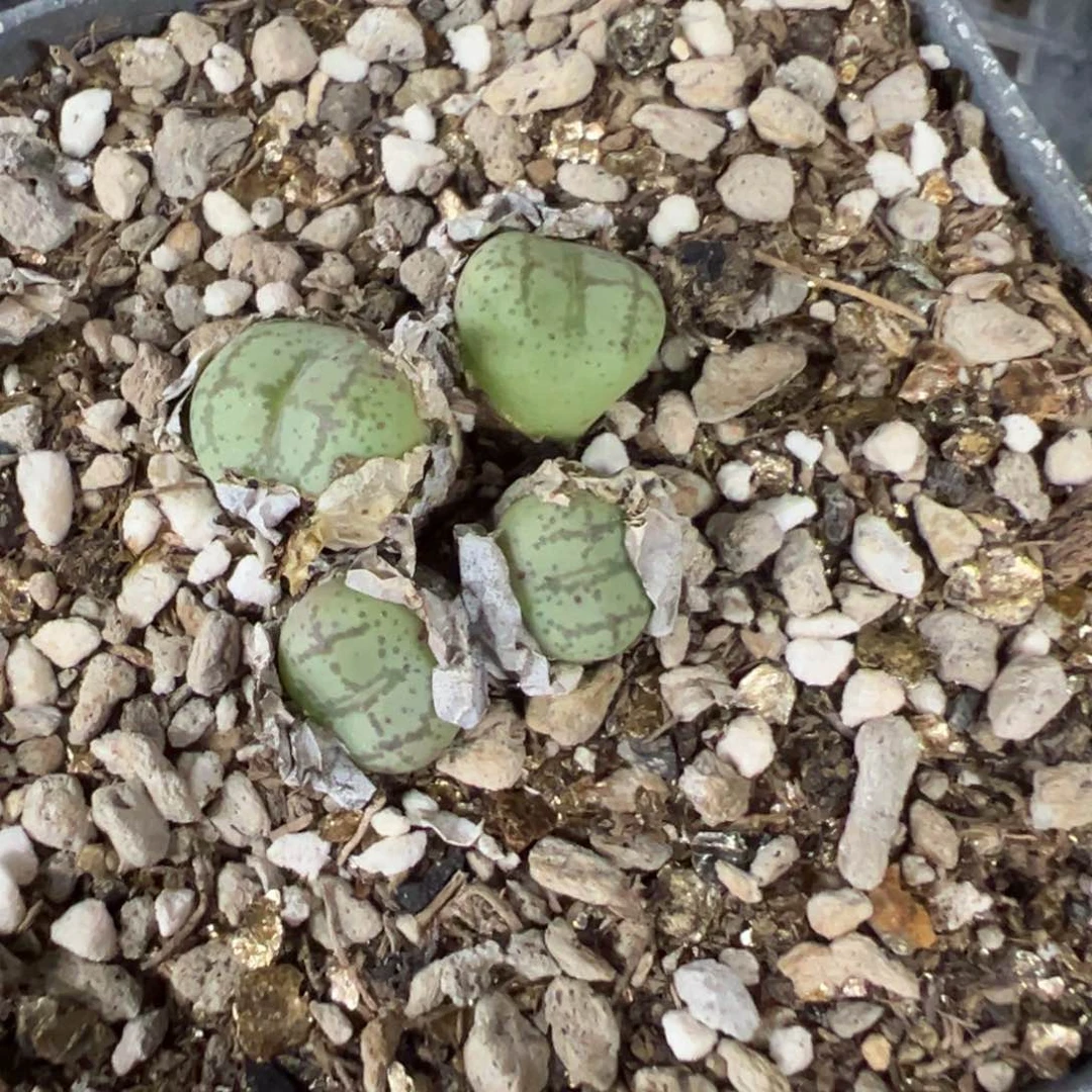 5-77肉锥多肉植物，