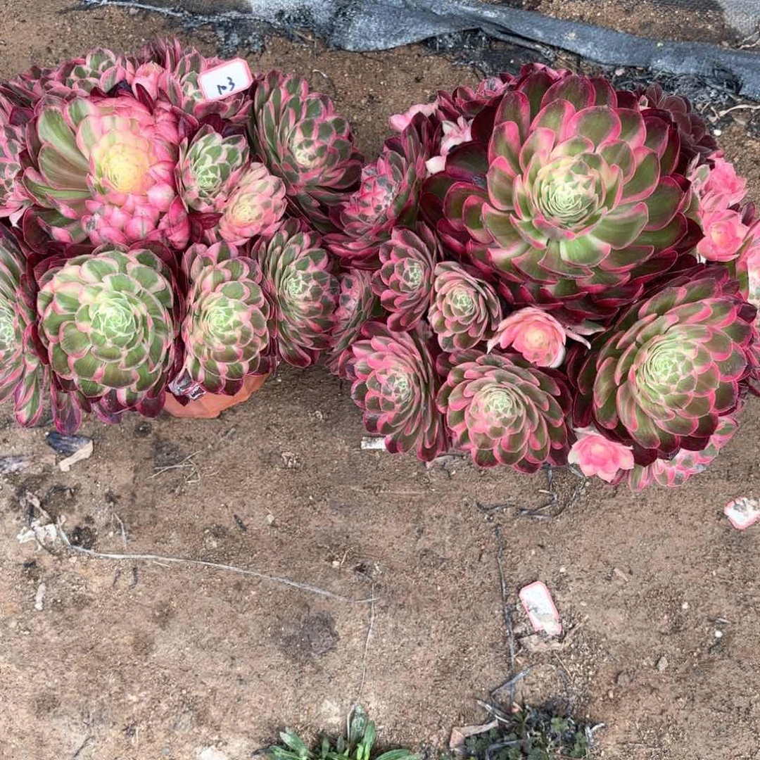 无花朵103西施2颗发货多肉植物