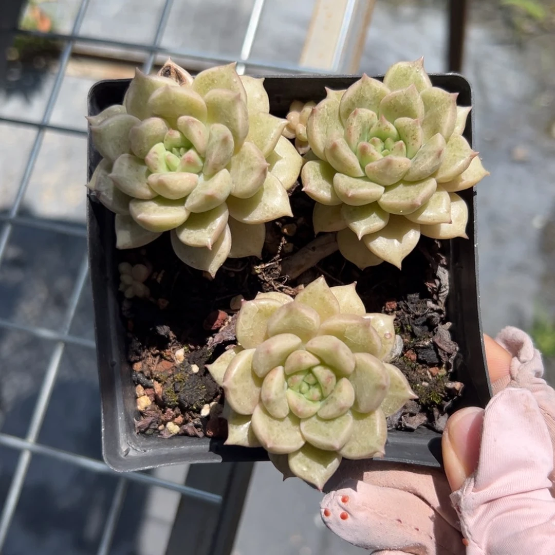 璀璨（满38包邮）多肉