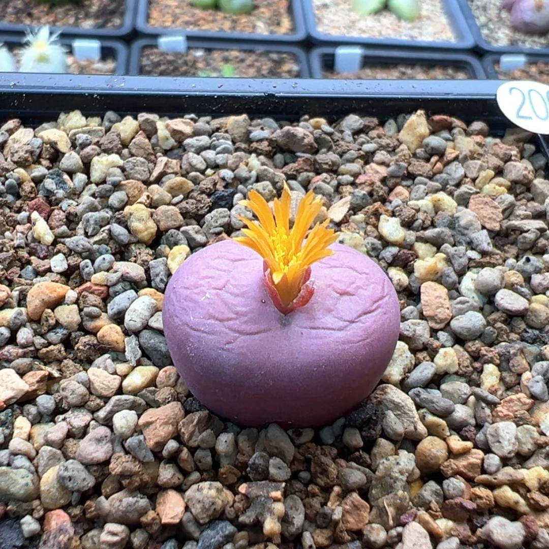 200多肉单头优选吕杂一棵