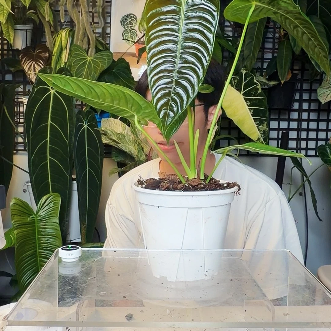 不开花植物B86 火鹤王