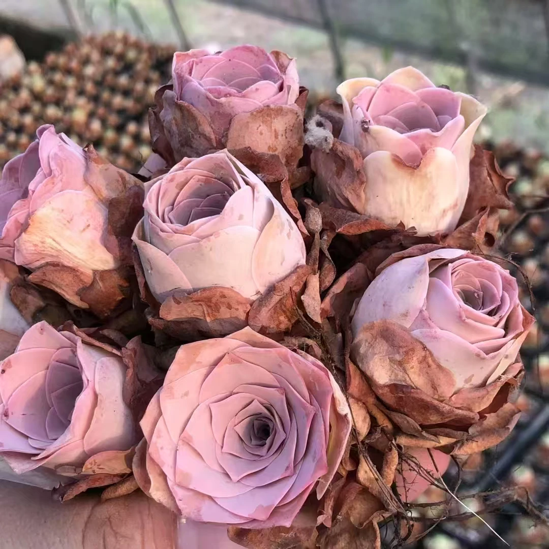 山地玫瑰酒杯变粉耶罗 满9.9包邮