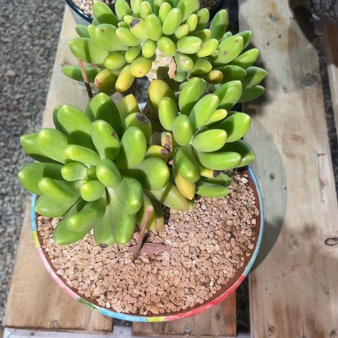 寄养链接的，我们这里