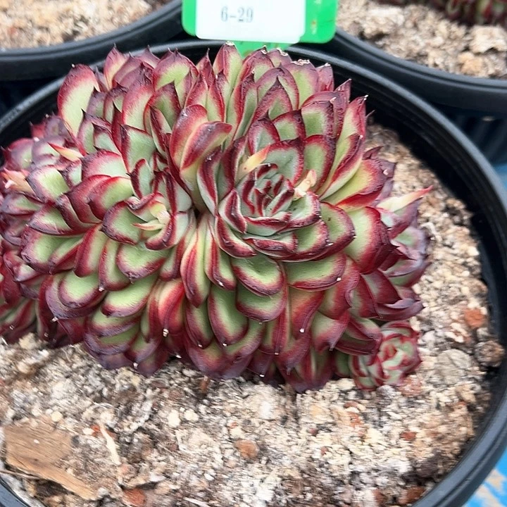 盛*6.29肉碱醉一个脱土